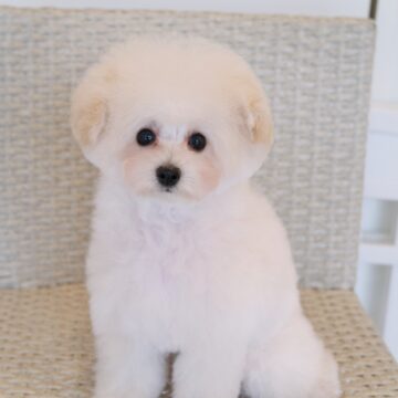 🐶リリーbb💙ホワイト✨男のコ🍼☘️