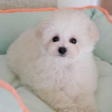 🐶リリーbb💙ホワイト✨男のコ🍼☘️