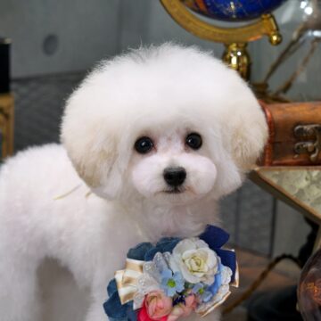 🐶リリーbb💙ホワイト✨男のコ🍼☘️