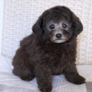 🐶ベリーbb🩶シルバー✨男のコ🍼☘️