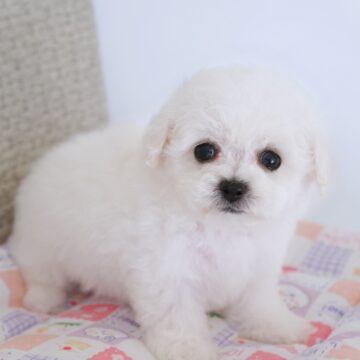 🐻‍❄️クルムbb🇰🇷ビション男のコ☘️(赤色くん❤️)