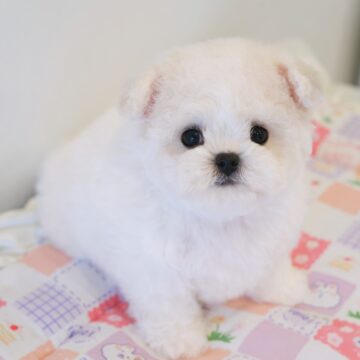🐻‍❄️ポミちゃんbb🇰🇷🩵ビション男のコ👼☘️