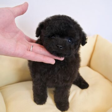 🐶ベリーbb🖤ブラック✨男のコ☘️(赤色くん❤️)