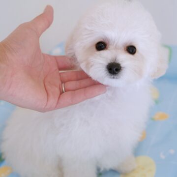 🐶ベリーbb🤍ホワイト✨女のコ🎀(黄色ちゃん💛)