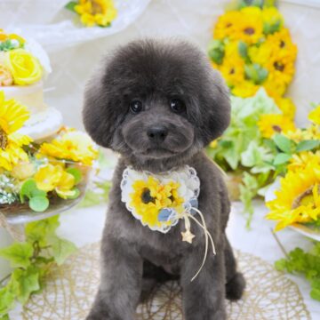 🐝こたわbb🤍シルバー✨男のコ☘️(黄色くん💛)