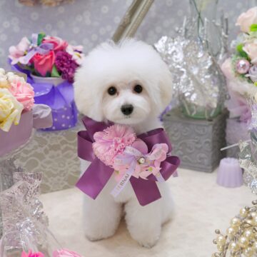 🐶ベリーbb🤍ホワイト✨女のコ🎀(黄色ちゃん💛)