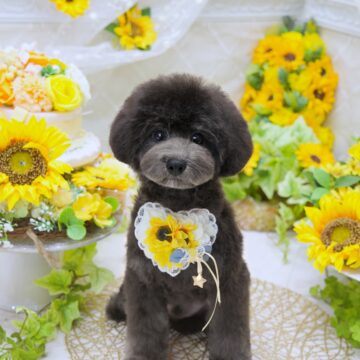 🐝こたわbb🤍シルバー✨男のコ☘️(青色くん💙)